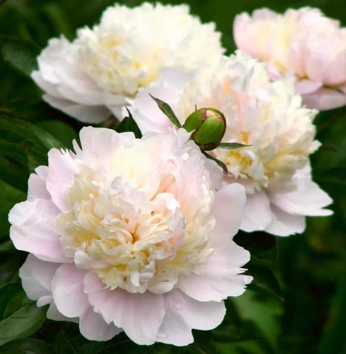 Сорт божур Шърли Темпъл