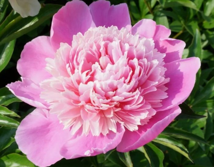 Божур Сюзет