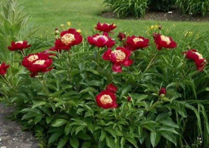 Танц с мечове на божури