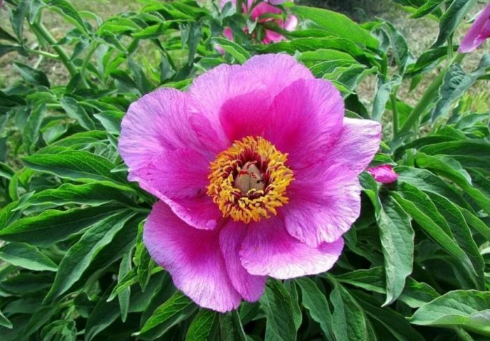 Уклончив божур