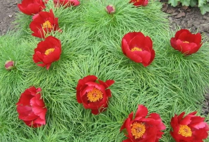 Теснолистни божури