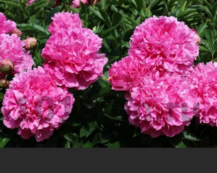 Божур Варенка