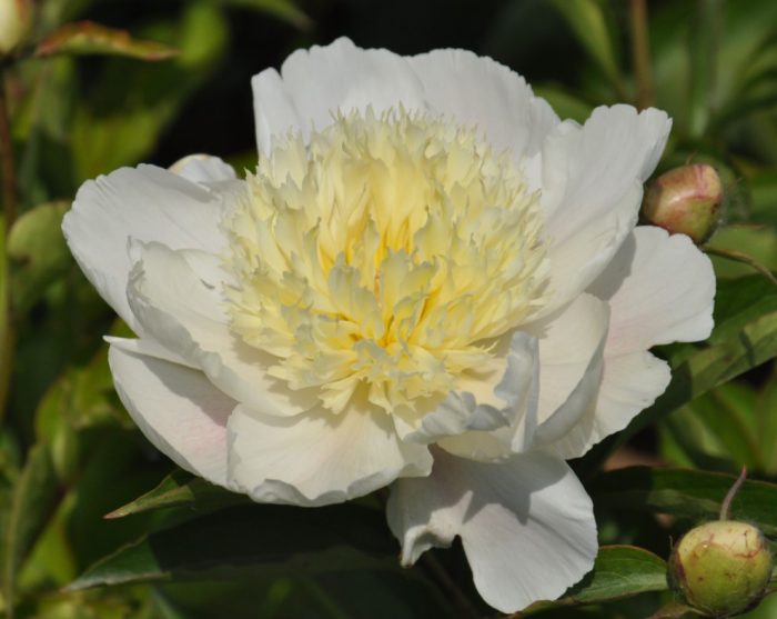 Златна фиба за коса с божур