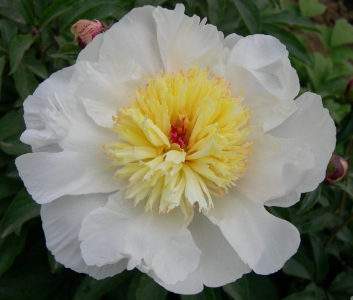 Божури от сорта Златен амулет