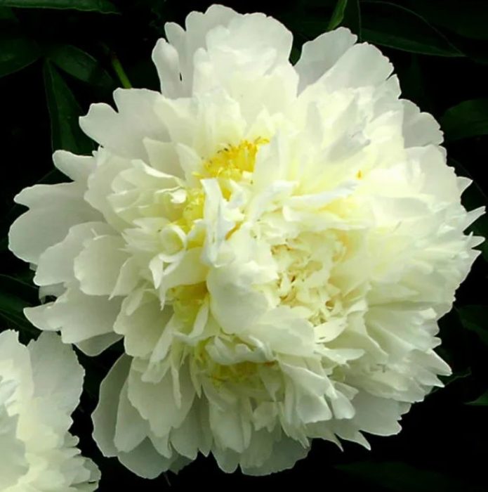 Божур Златен ореол