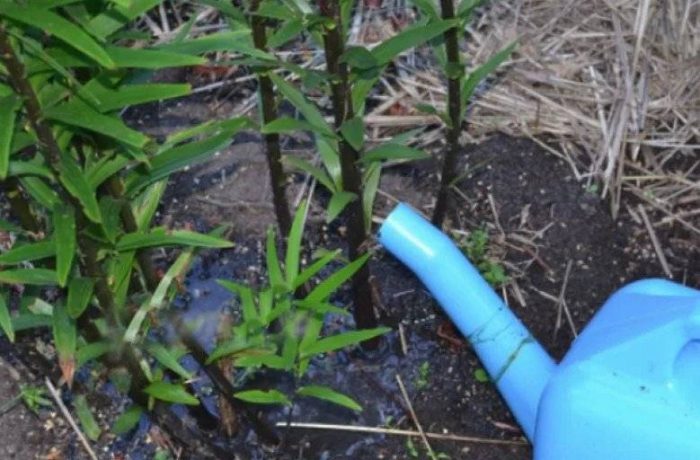 Поливане на божур