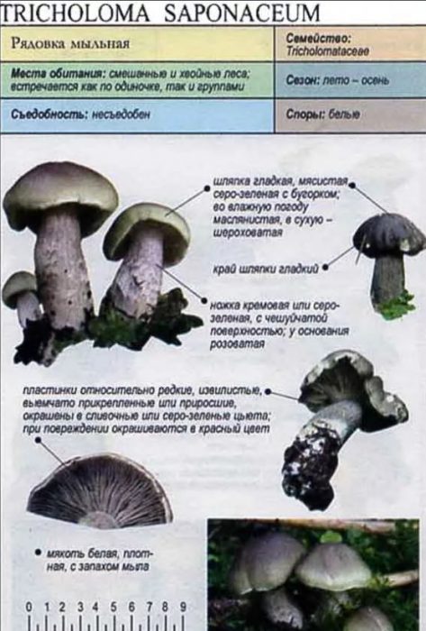 Описание на сапунения ред