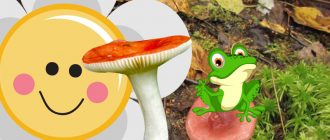 Русула в гората