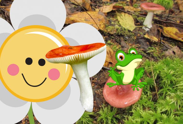 Русула в гората