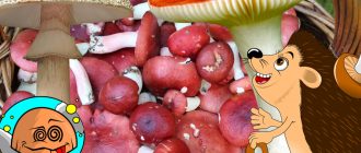 Ядливи и негодни за консумация гъби