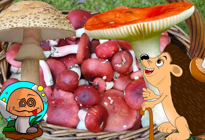 Ядливи и негодни за консумация гъби