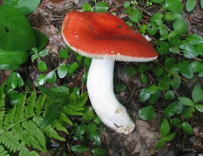 Стъбло на русула