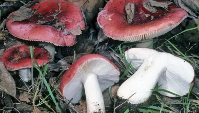 Русула в разрез