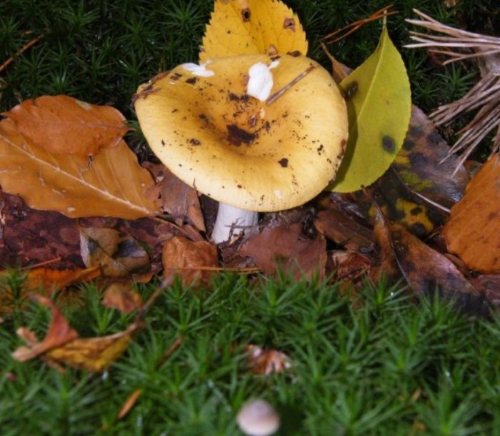 Русула през есента