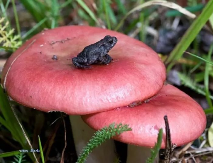 Шапка на русула