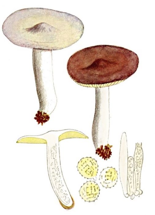 Структура на русула