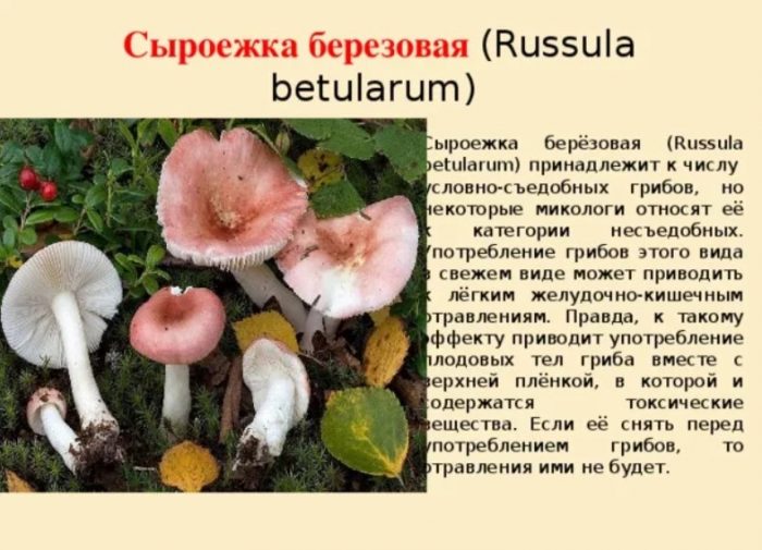 Описание на брезовата русула