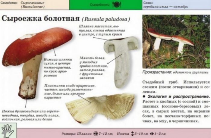 Описание на блатовидната русула