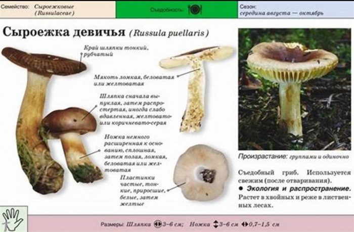 Описание на девическата русула