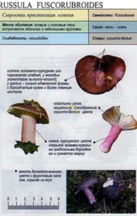 Описание на фалшивата червена русула