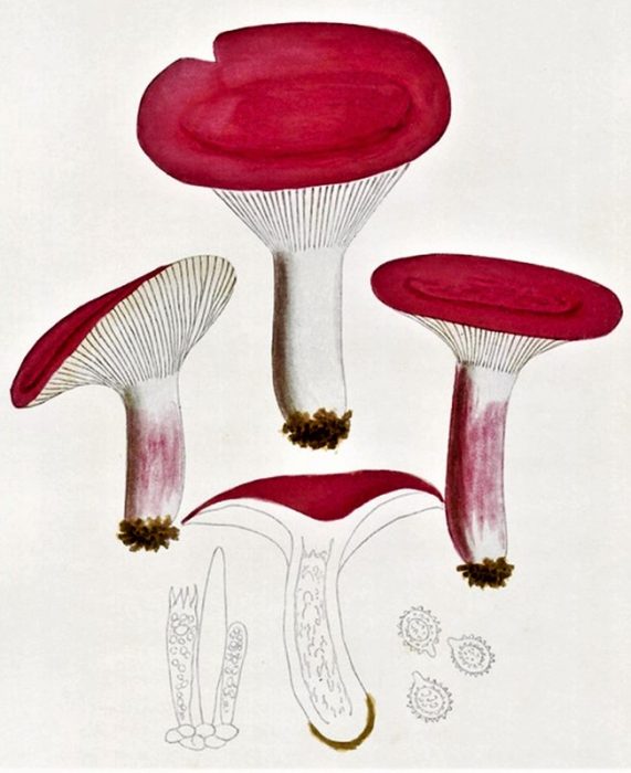 Красиви гъби русула