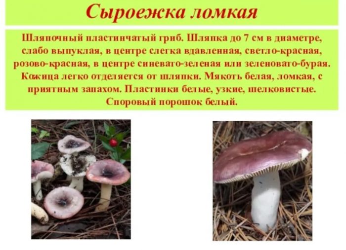 Описание на крехката русула