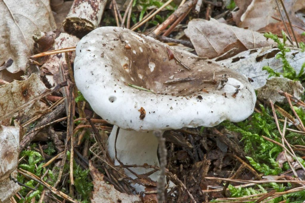 Russula podgruzdok (бяла млечна шапка)
