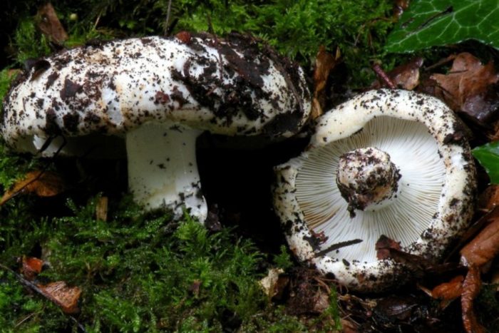 Бяла млечна шапка в гората