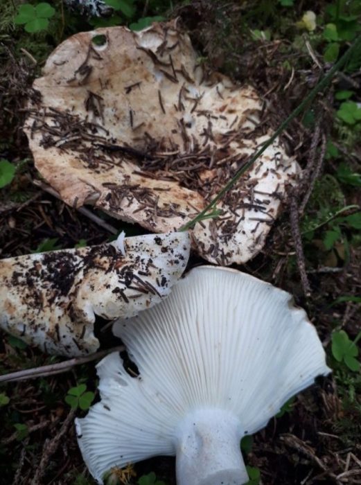 Сушени млечни гъби