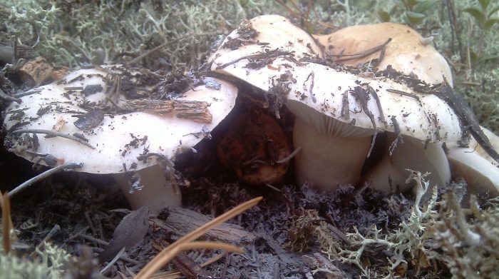 Гъби в гората