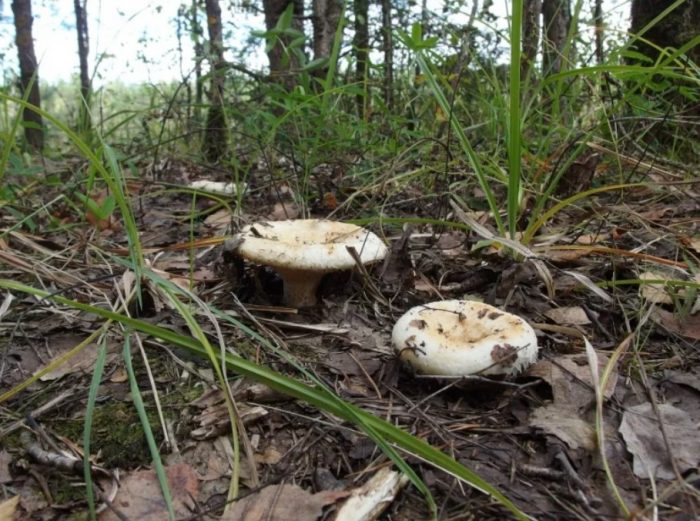 Суха млечна гъба в гората