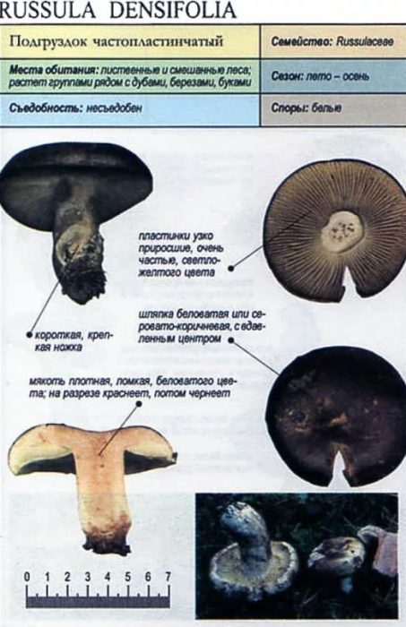 Описание на млечния трън