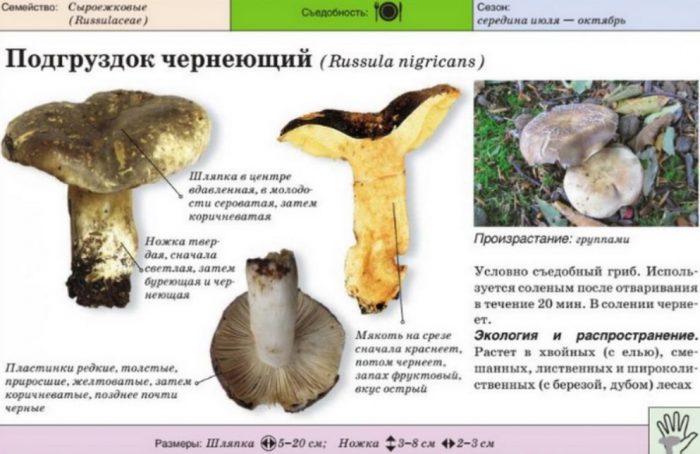 Описание на почерняващата млечна капачка