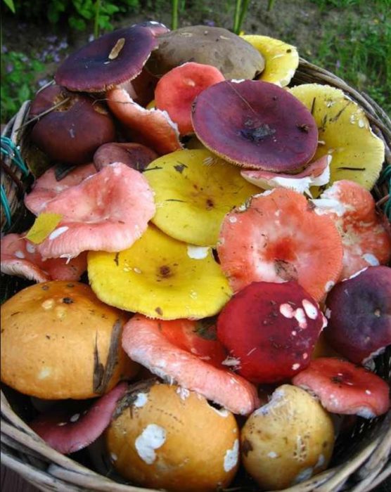 Различни гъби русула