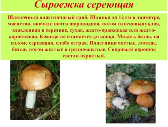 Описание на Russula sulcata