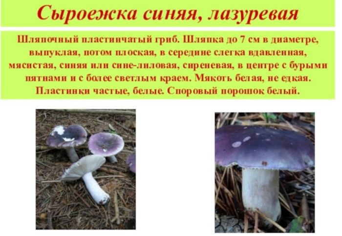 Описание на синята русула