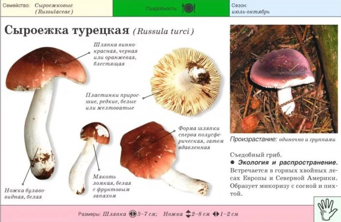 Турска русула