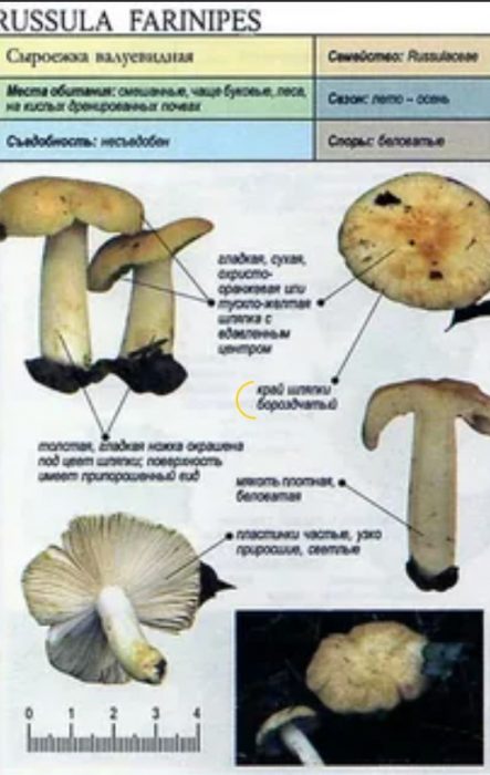 Описание на русулата долина