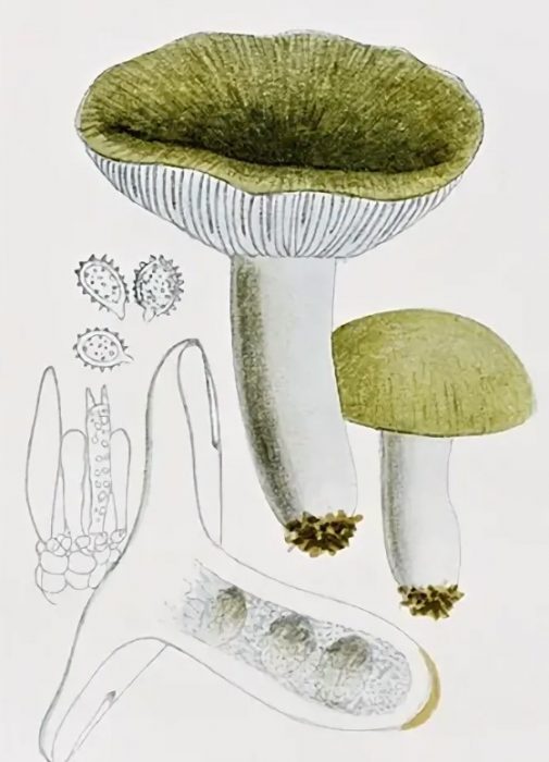 Структура на Russula forkata