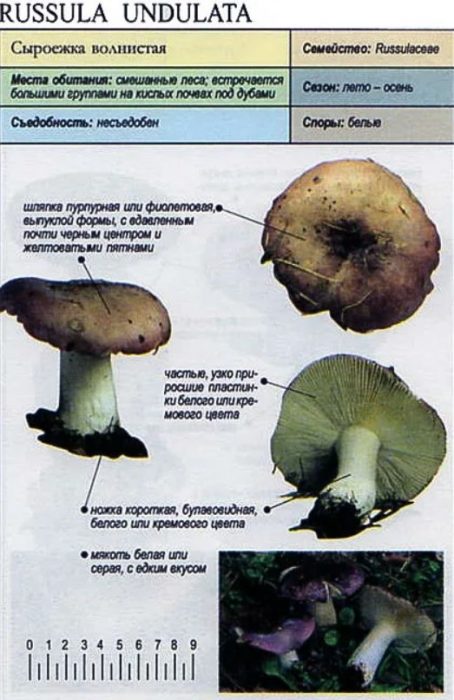 Вълниста русалка