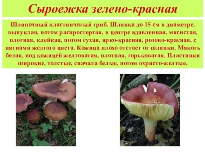 Зелено-червена русула