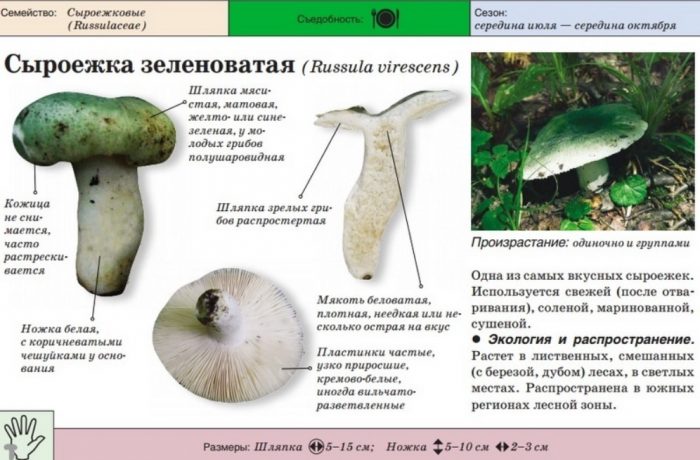 Зеленикава русула