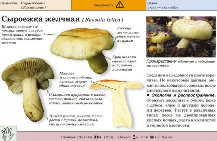 Описание на галовата русула