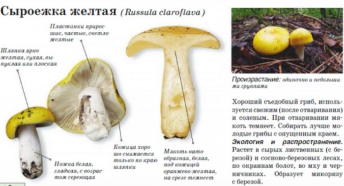 Описание на жълтата русула