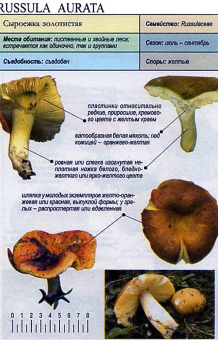 Описание на златиста русалка