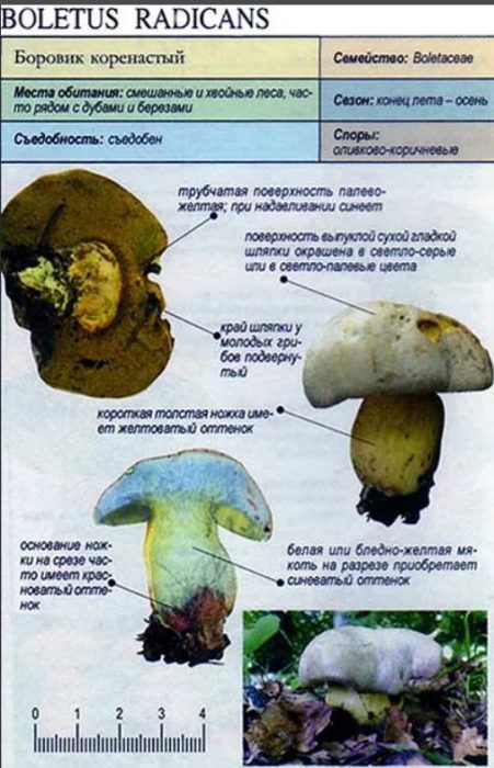 Описание на манатарка