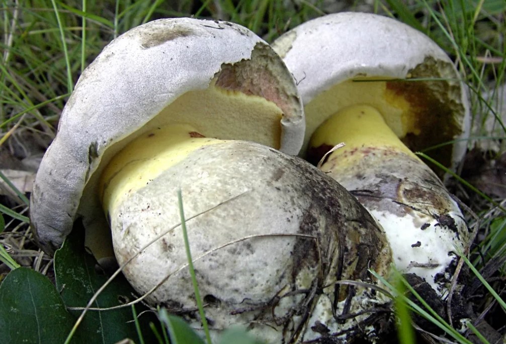 Набрани набити манатарки