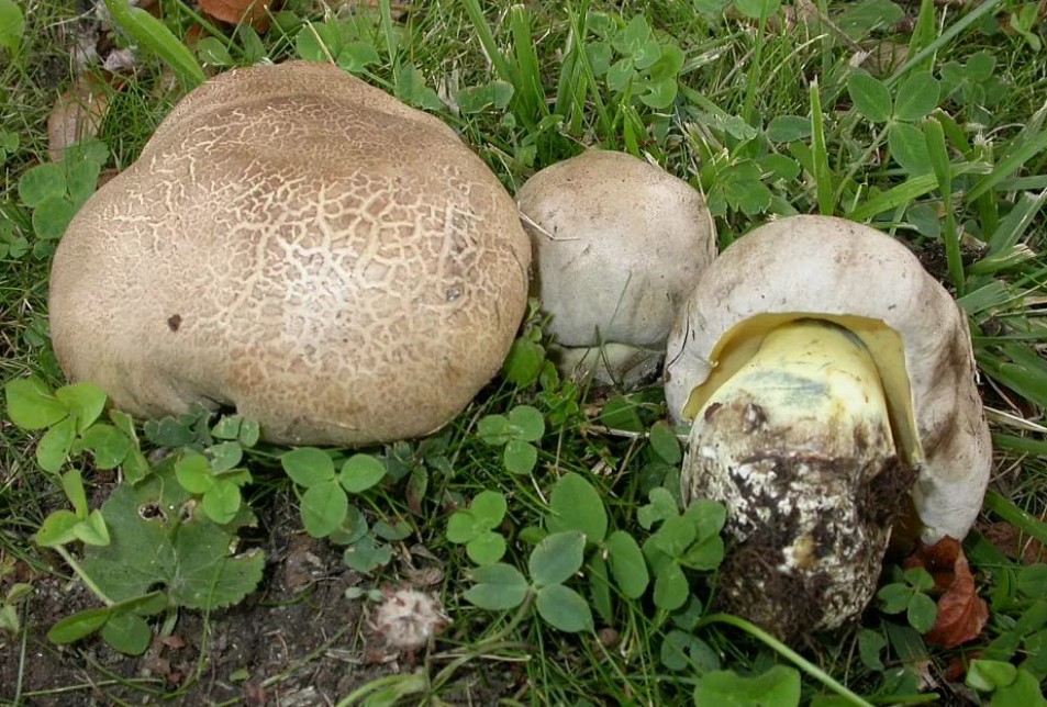 Семейство манатарки набити