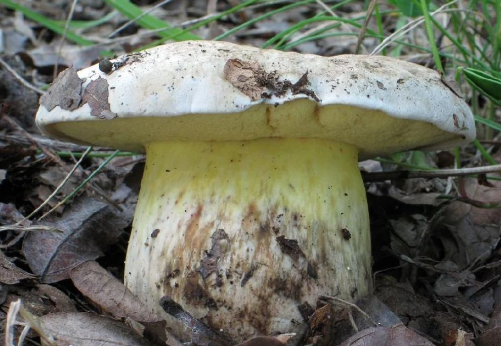 Манатарка в гората