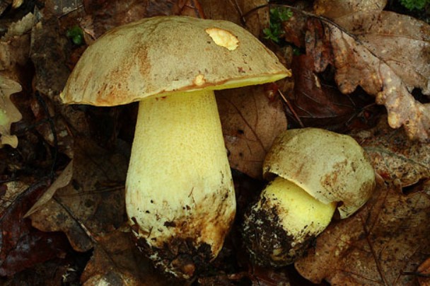 Как изглеждат полубелите гъби? Полубяла манатарка